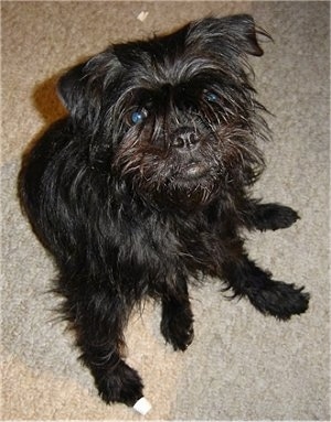 A small breed, scruffy-looking black Affenpinscher dog is sitting on a carpet and looking up. 